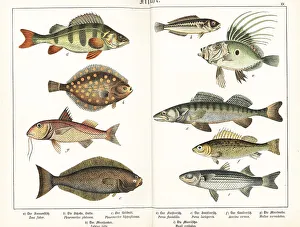 Perch Prints: European fish species