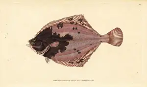 Donovan Prints: European flounder, Platichthys flesus