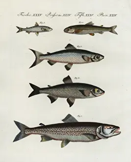 Ichthyology Prints: European freshwater fish