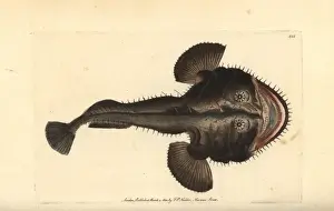European frogfish or angler, Lophius piscatorius