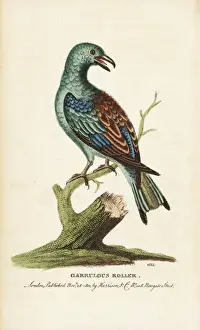 European or garrulous roller, Coracia garrulus