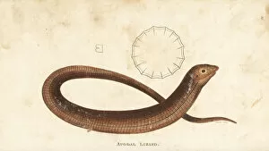 Amphibia Collection: European glass lizard, Pseudopus apodus