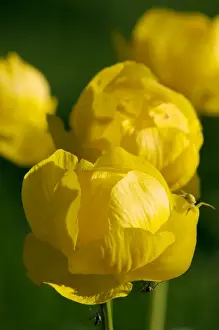 Trollius Prints: European Globeflower / Globe Crowfoot / Globe Flower