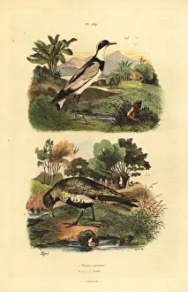 Plover Prints: European golden plover, Pluvialis apricaria