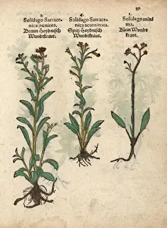 European goldenrod, Solidago virgaurea