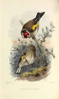 Carduelis Prints: European Goldfinch