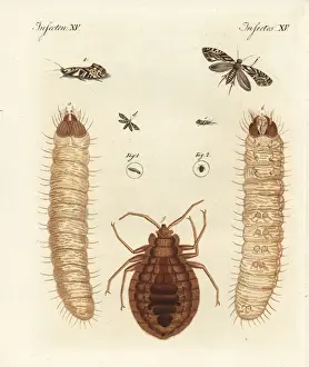 Larva Prints: European grain moth and common bed bug