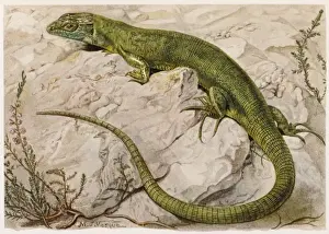 European Green Lizard
