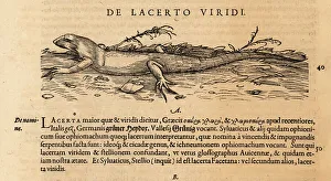 Amphibia Prints: European green lizard, Lacerta viridis