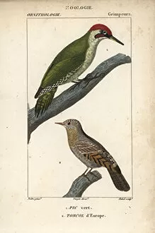 Viridis Collection: European green woodpecker, Picus viridis