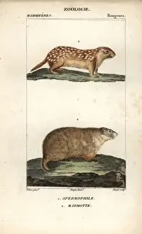 Marmota Prints: European ground squirrel, Spermophilus citellus