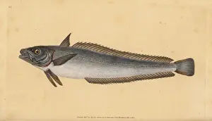 Donovan Prints: European hake, Merluccius merluccius