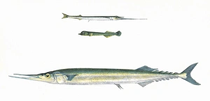 Skipper Collection: European Halfbeak, Blunt-Headed Halfbeak, and Skipper