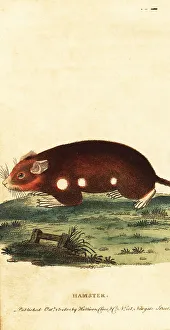 Rodent Prints: European hamster, Cricetus cricetus. Critically endangered