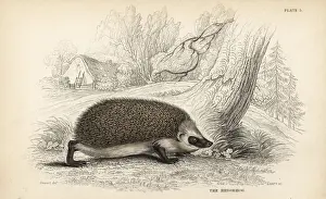 Hedgehog Prints: European hedgehog, Erinaceus europaeus