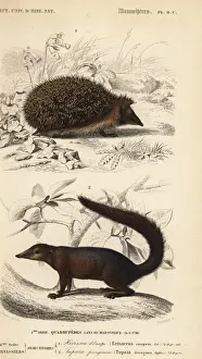 European hedgehog, Erinaceus europaeus