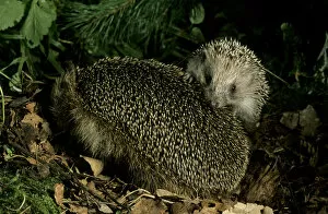 Foraging Gallery: European HEDGEHOGS - young behind mother, autumn