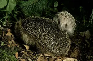 Insectivore Prints: European HEDGEHOGS - young behind mother, autumn