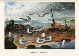 European herring gulls, Larus argentatus