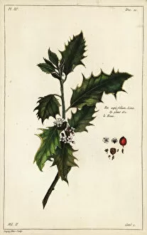 Buchoz Collection: European holly, Ilex aquifolium