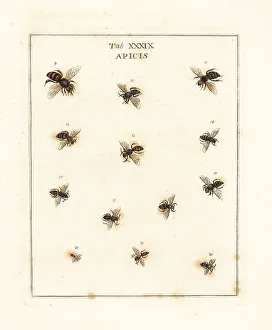 Diptera Prints: European honey bee, sea aster bee, nomad bee, etc