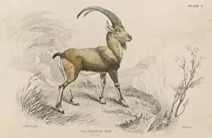 Capra Collection: European Ibex