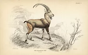 Capra Collection: European ibex, Capra ibex