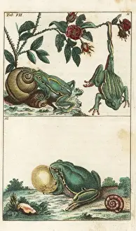 Encyclopediaofnaturalhistory Amphibia Prints: European and Italian tree frogs