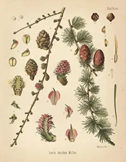 Larch Prints: European larch, Larix decidua