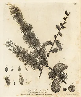 European larch, Larix decidua