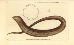Thenaturalistsmiscellany Prints: European legless lizard, Pseudopus apodus