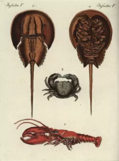 Bertuch Collection: European lobster, edible crab and Atlantic horseshoe crab