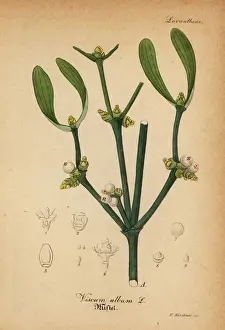 Viscum Prints: European mistletoe, Viscum album