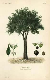 Oudet Gallery: European nettle tree, Celtis australis