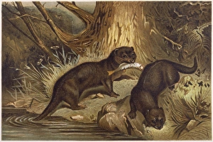 Wildlife Gallery: European Otter C1840