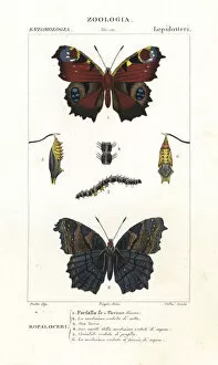 Aglais Gallery: European peacock butterfly, Aglais io
