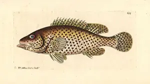 Perch Prints: European perch, Perca fluviatilis