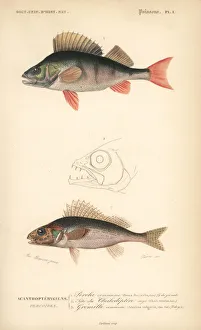 European perch and ruffe European perch and ruffe