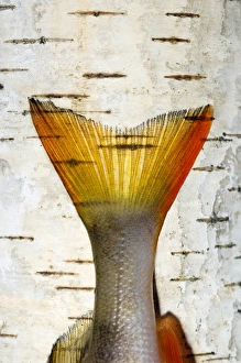 European Perch - single fish-tail placed on a birch-tree European Perch - single fish-tail placed on a birch-tree