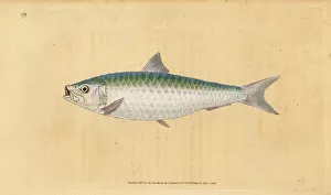 Fishes Collection: European pilchard, Sardina pilchardus