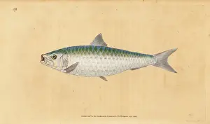 Donovan Prints: European pilchard, Sardina pilchardus
