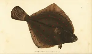 European plaice, Pleuronectes platessa