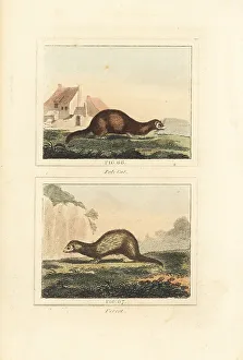 James Smith Barr Prints: European polecat and ferret