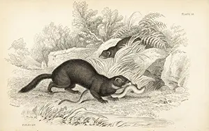 European polecat, Mustela putorius