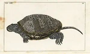Herpetology Prints: European pond turtle, Emys orbicularis