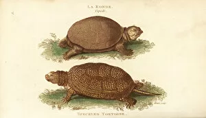 Amphibia Collection: European pond turtle, Emys orbicularis