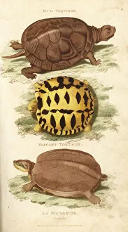 European pond turtle and Indian star tortoise