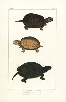 European pond turtle and yellow tortoise
