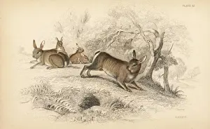 Lepus Prints: European rabbit, Oryctolagus cuniculus