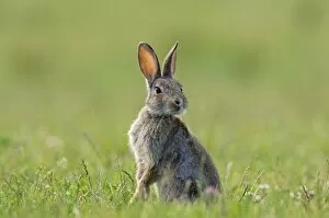 Alert Gallery: European Rabbit - young - on alert during feeding